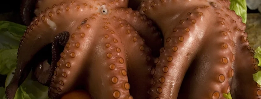 Pulpo recién cocido en nuestras instalaciones